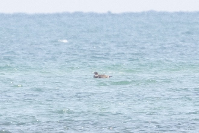 סולה מצויה - ML647268539