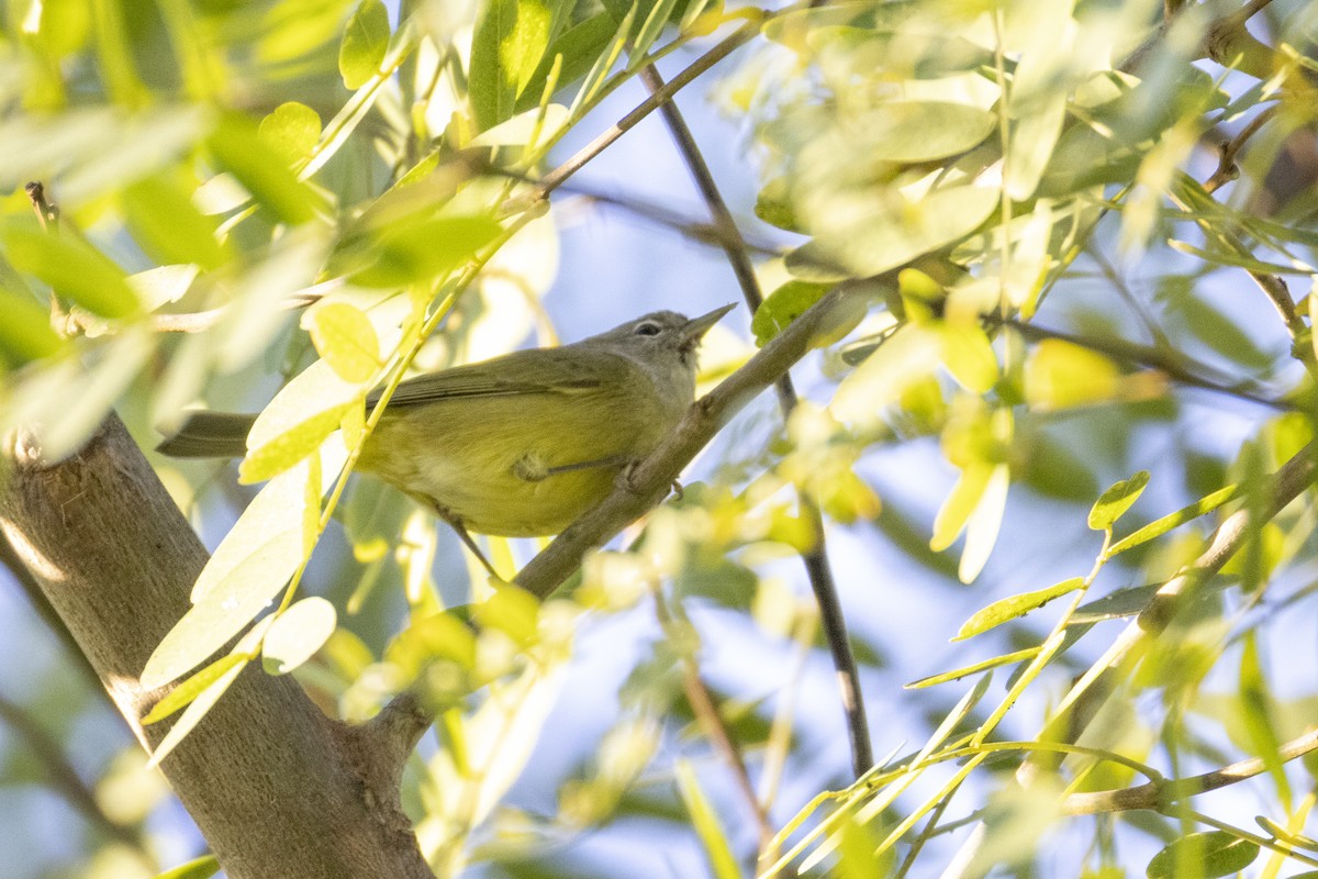 Orange-crowned Warbler (Gray-headed) - ML647268540