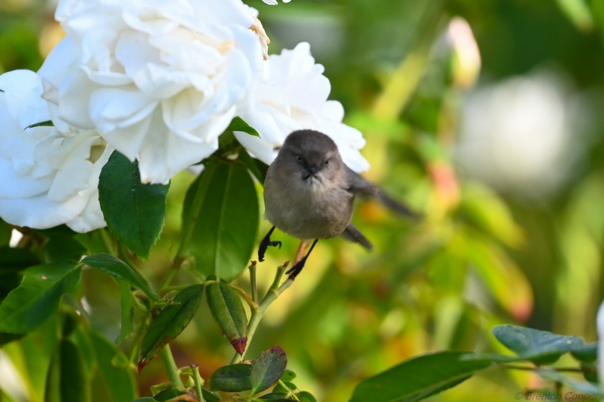 Bushtit - ML647268544
