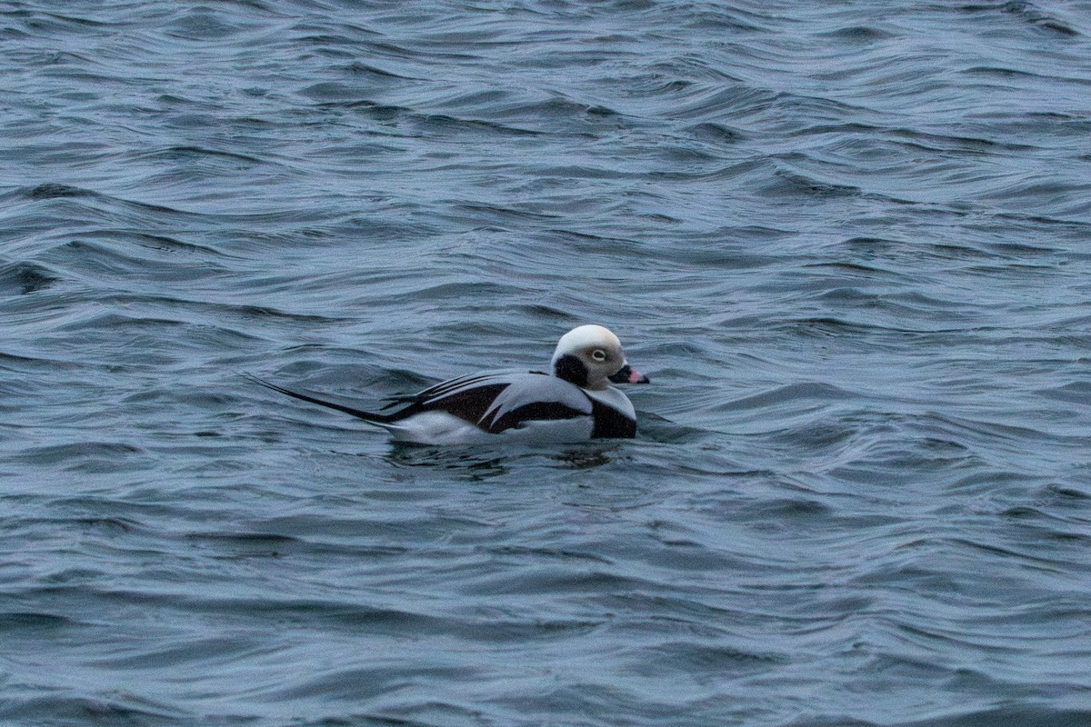 Moretta codona - ML647268546