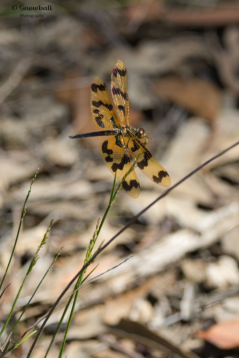 Graphic Flutterer - ML647268547