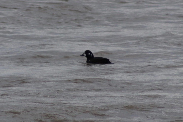 Harlequin Duck - ML647268553