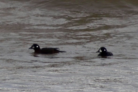 Harlequin Duck - ML647268554