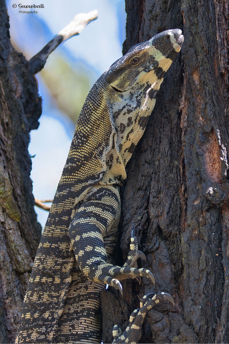 Lace Monitor - ML647268555