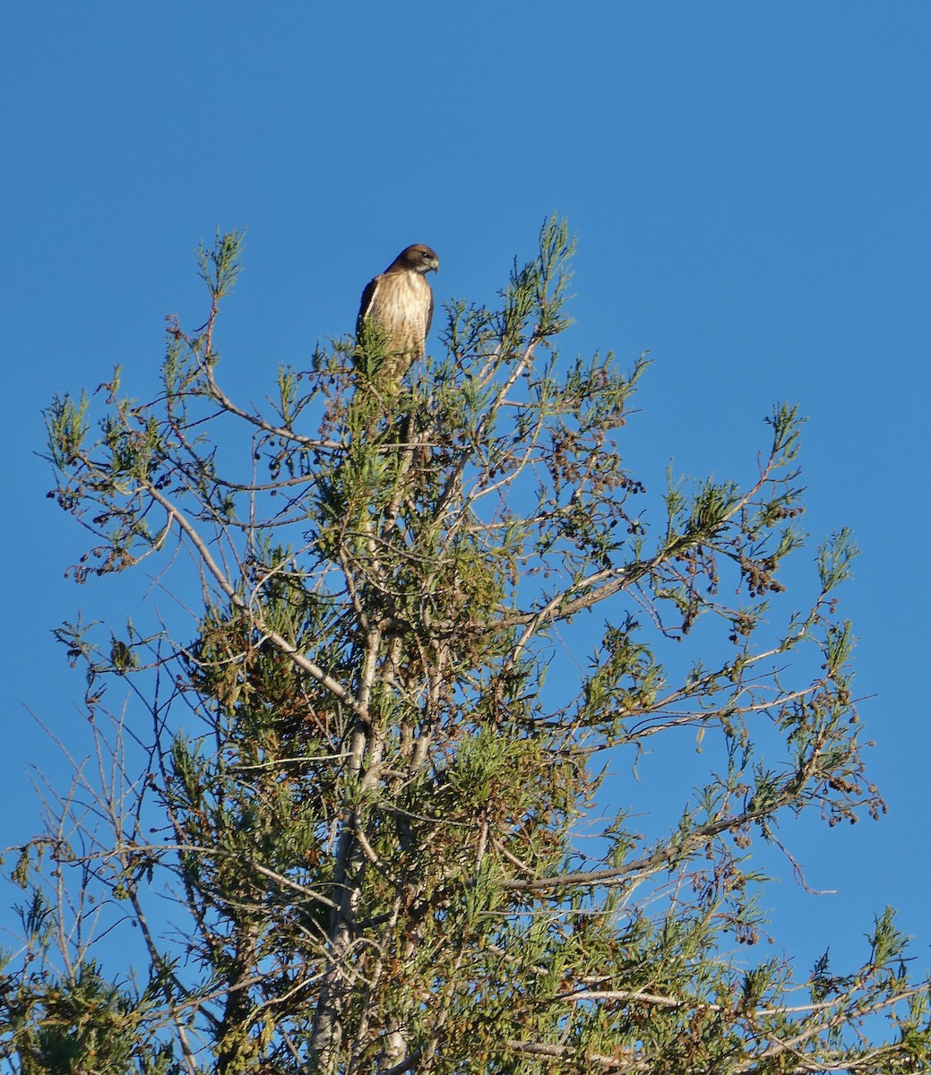 Red-tailed Hawk - ML647268561