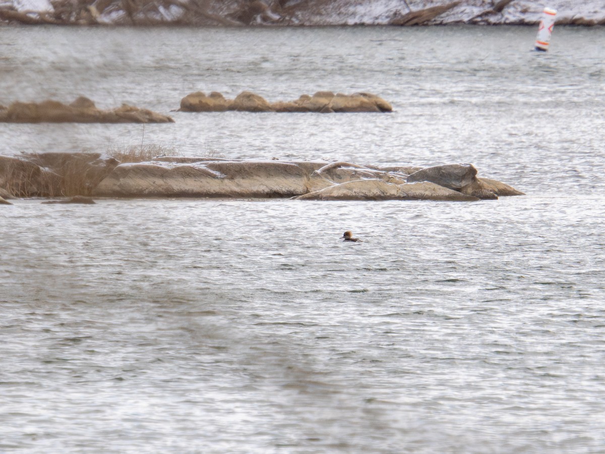 Hooded Merganser - ML647268566