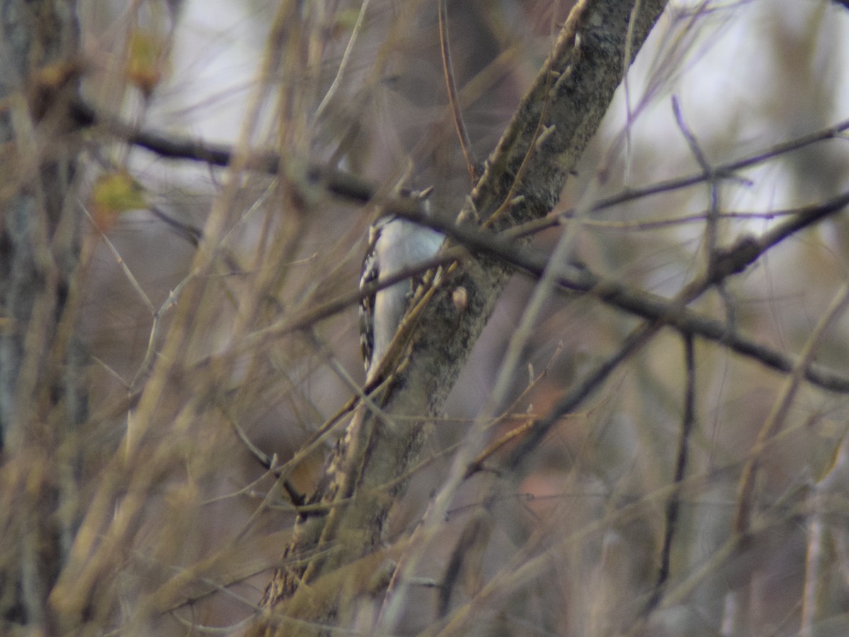 Дятел пухнастий - ML647268569