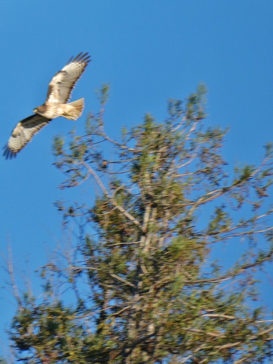 Red-tailed Hawk - ML647268570
