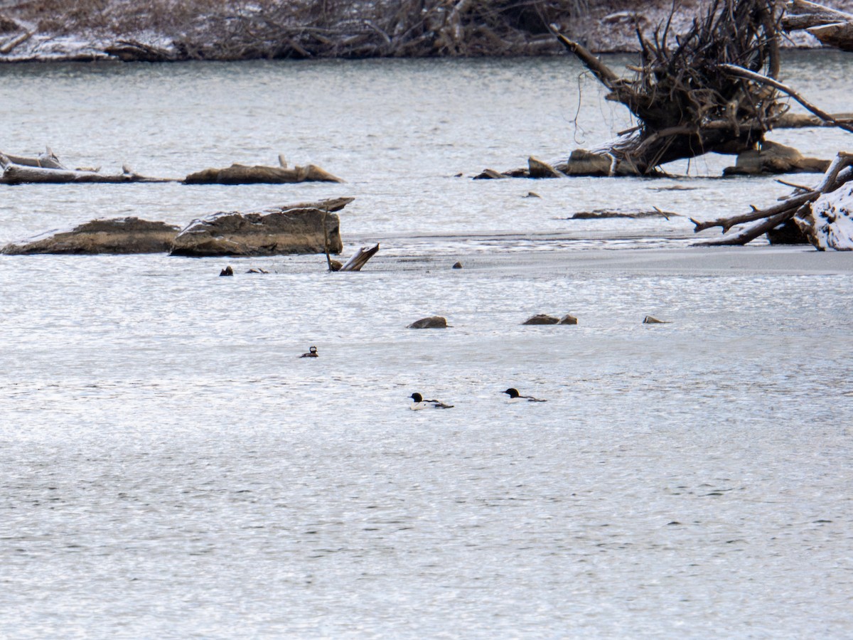 Common Merganser - ML647268572