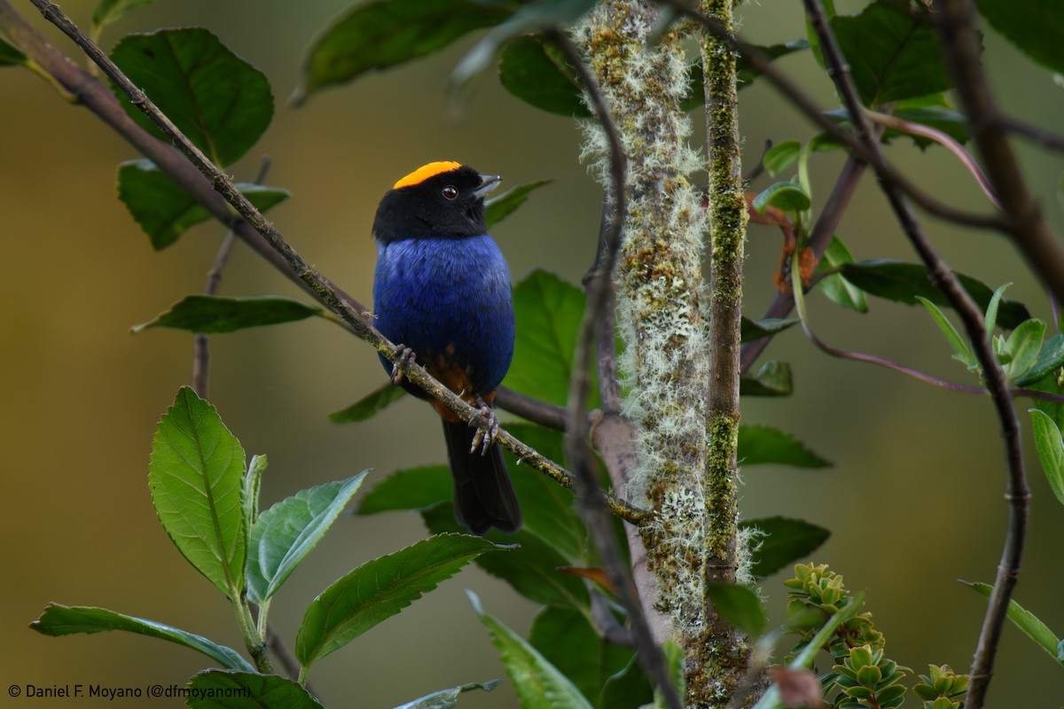 Golden-crowned Tanager - ML647268574