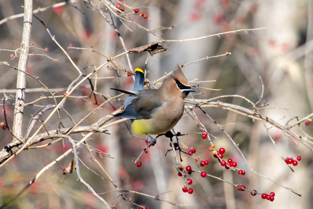 Cedar Waxwing - ML647268577