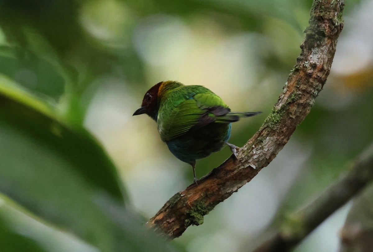 Tangara Cabecibaya - ML647268578