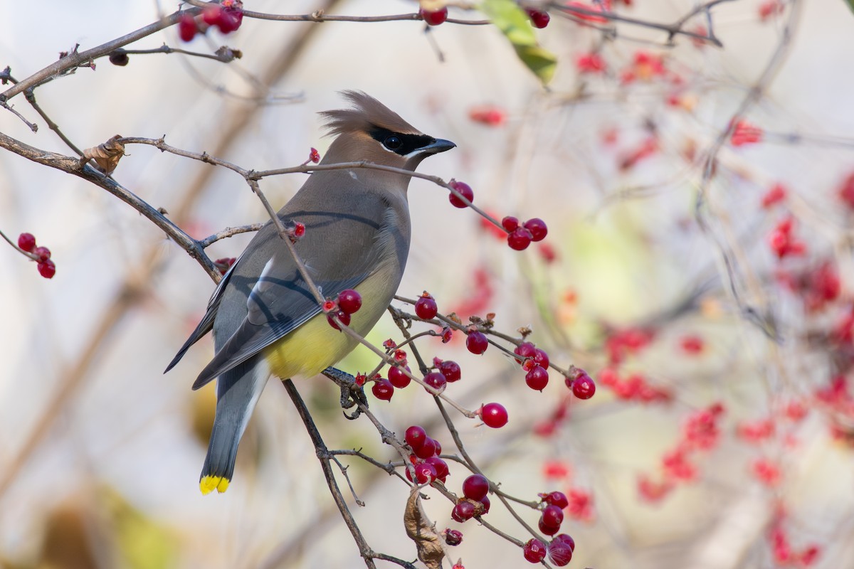 Cedar Waxwing - ML647268579