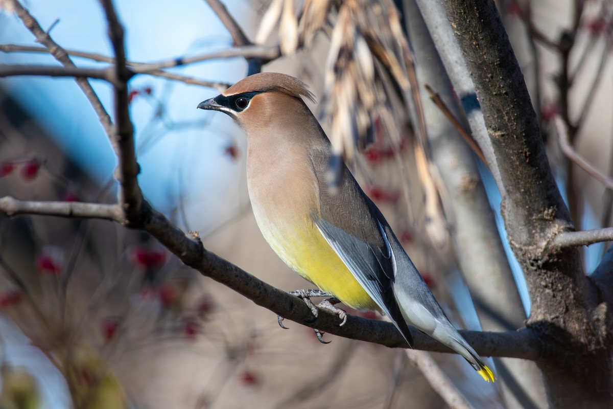 Cedar Waxwing - ML647268580