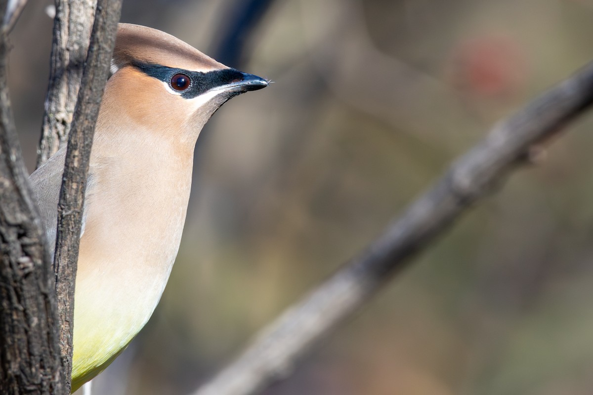 Cedar Waxwing - ML647268581
