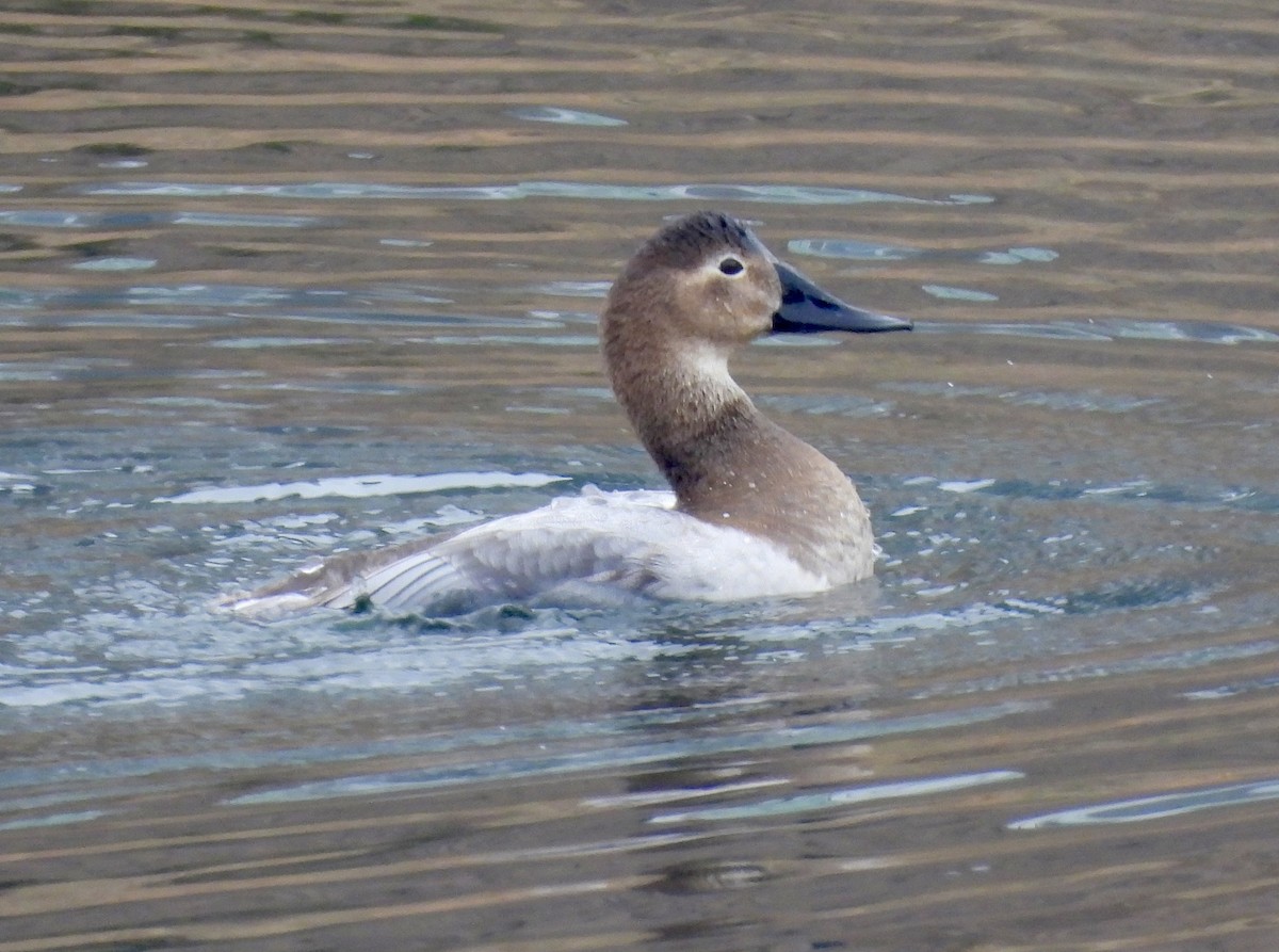 Canvasback - ML647268583