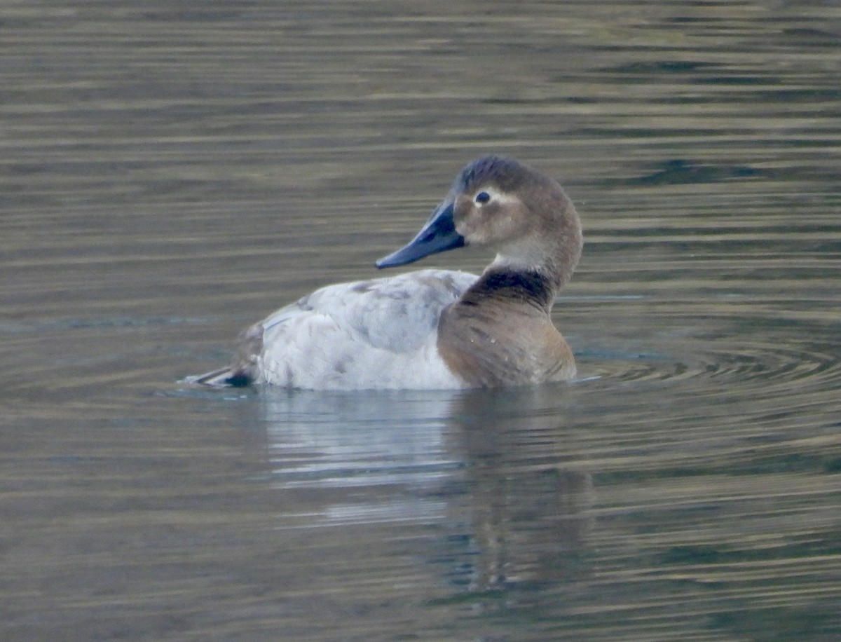 Canvasback - ML647268584