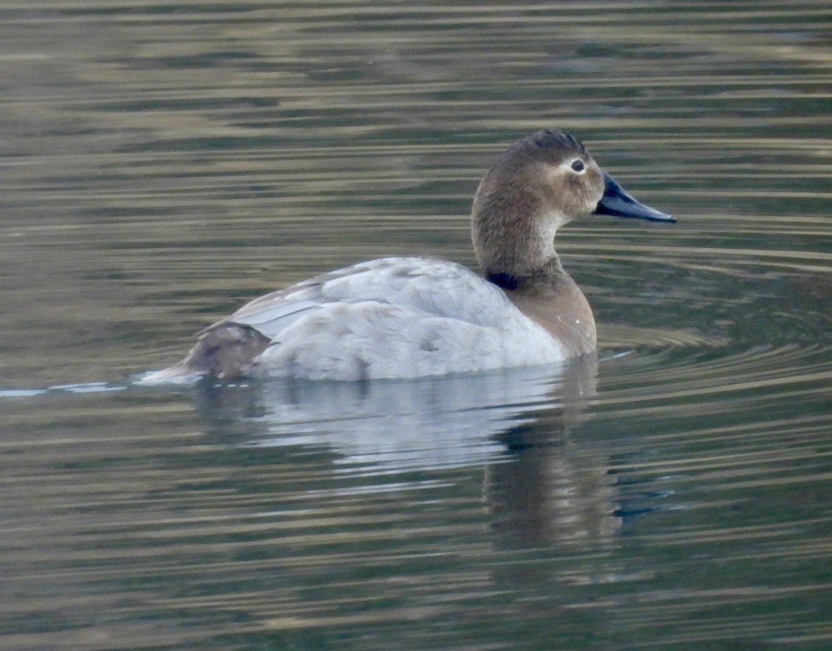 Canvasback - ML647268585