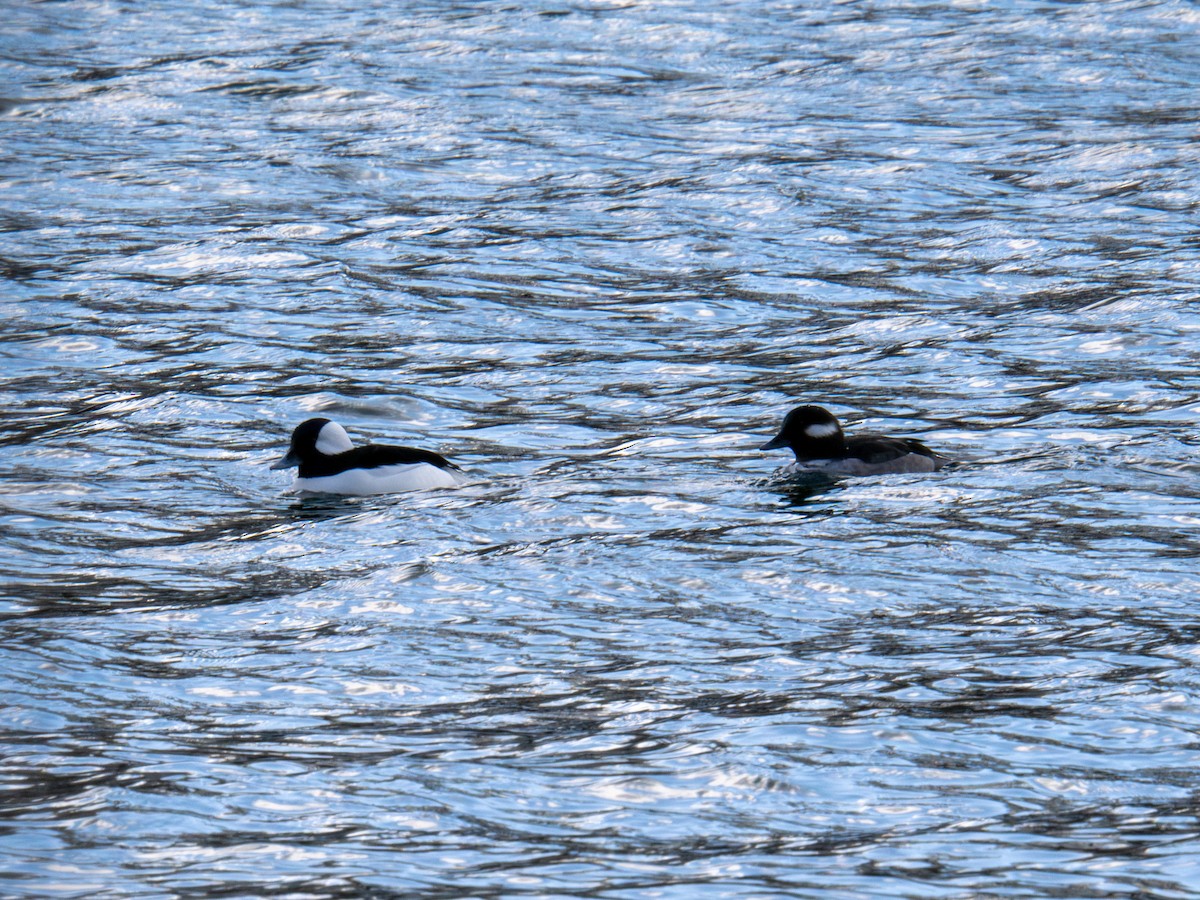 Bufflehead - ML647268586