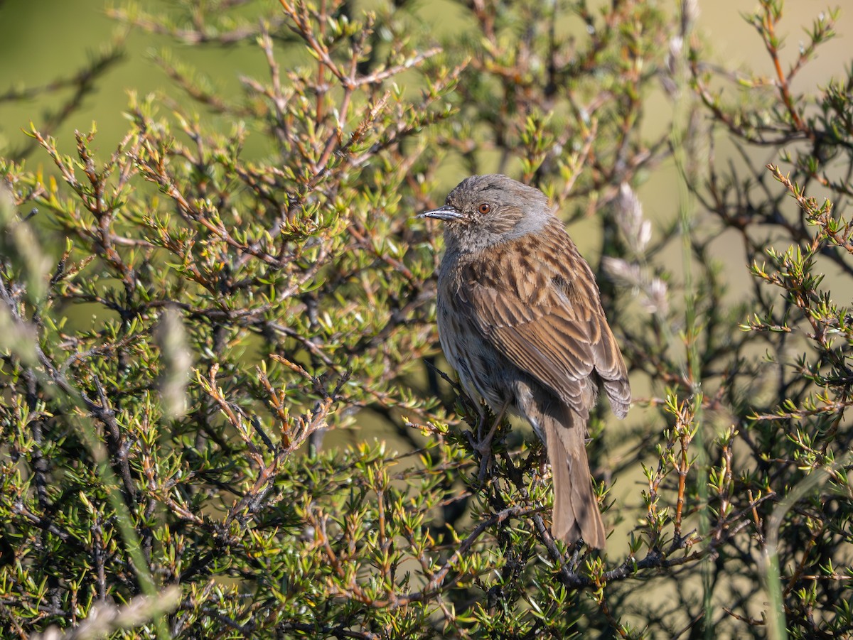 Dunnock - ML647268590