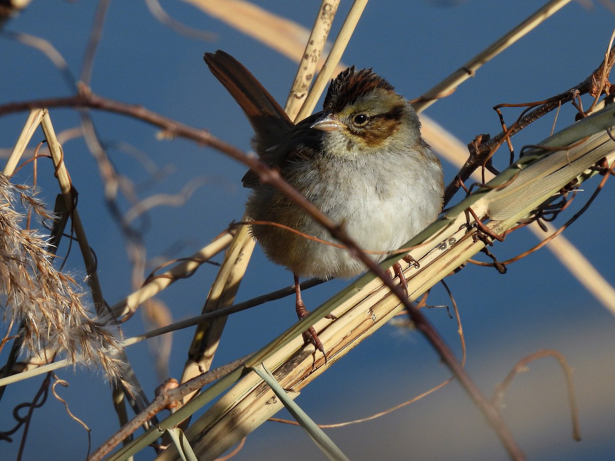 Swamp Sparrow - ML647268595