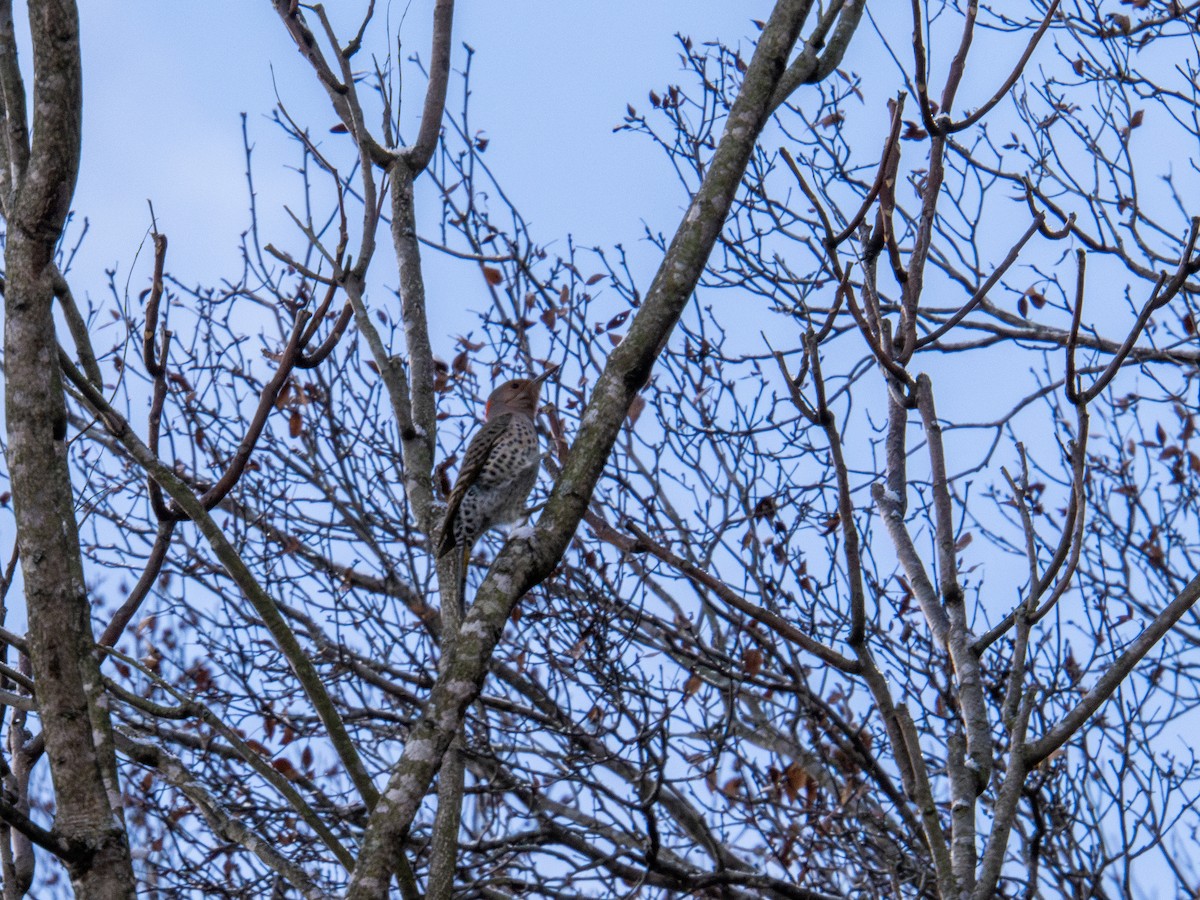 Northern Flicker - ML647268598