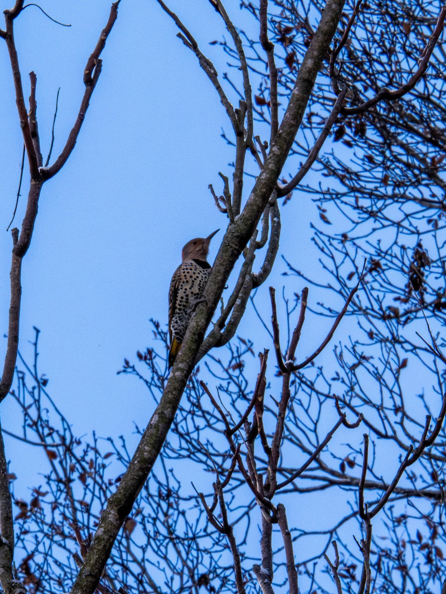 Northern Flicker - ML647268599
