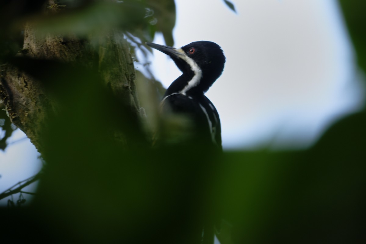 Рыжеполосый дятел - ML647268600