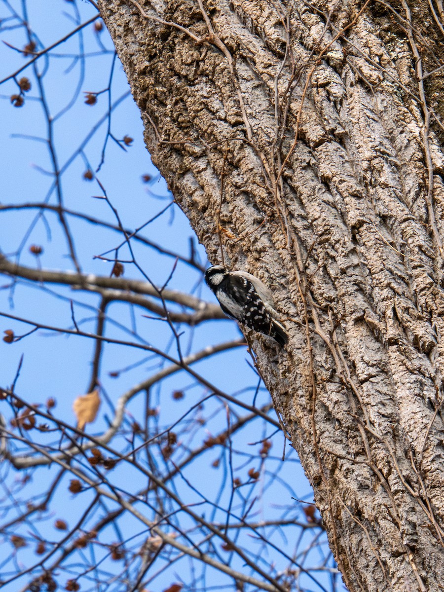 Downy Woodpecker - ML647268608