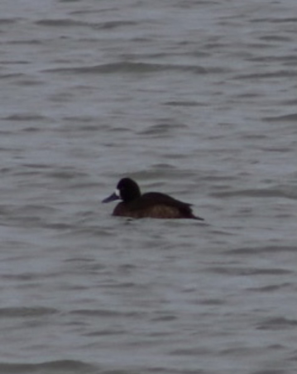 Lesser Scaup - ML647268613