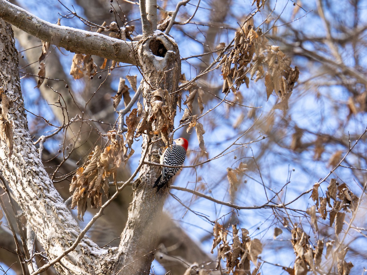 Red-bellied Woodpecker - ML647268614