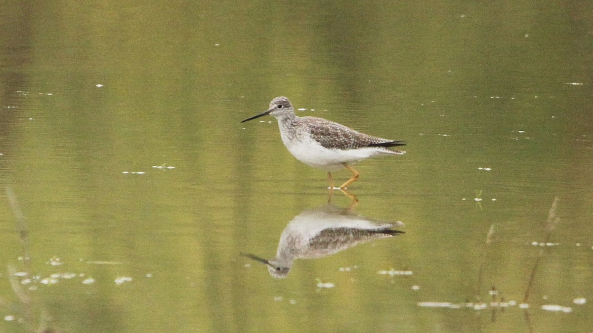 Greater Yellowlegs - ML647268616