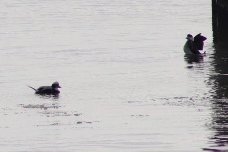 Long-tailed Duck - ML647268622