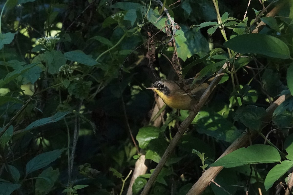 Common Yellowthroat - ML647268623