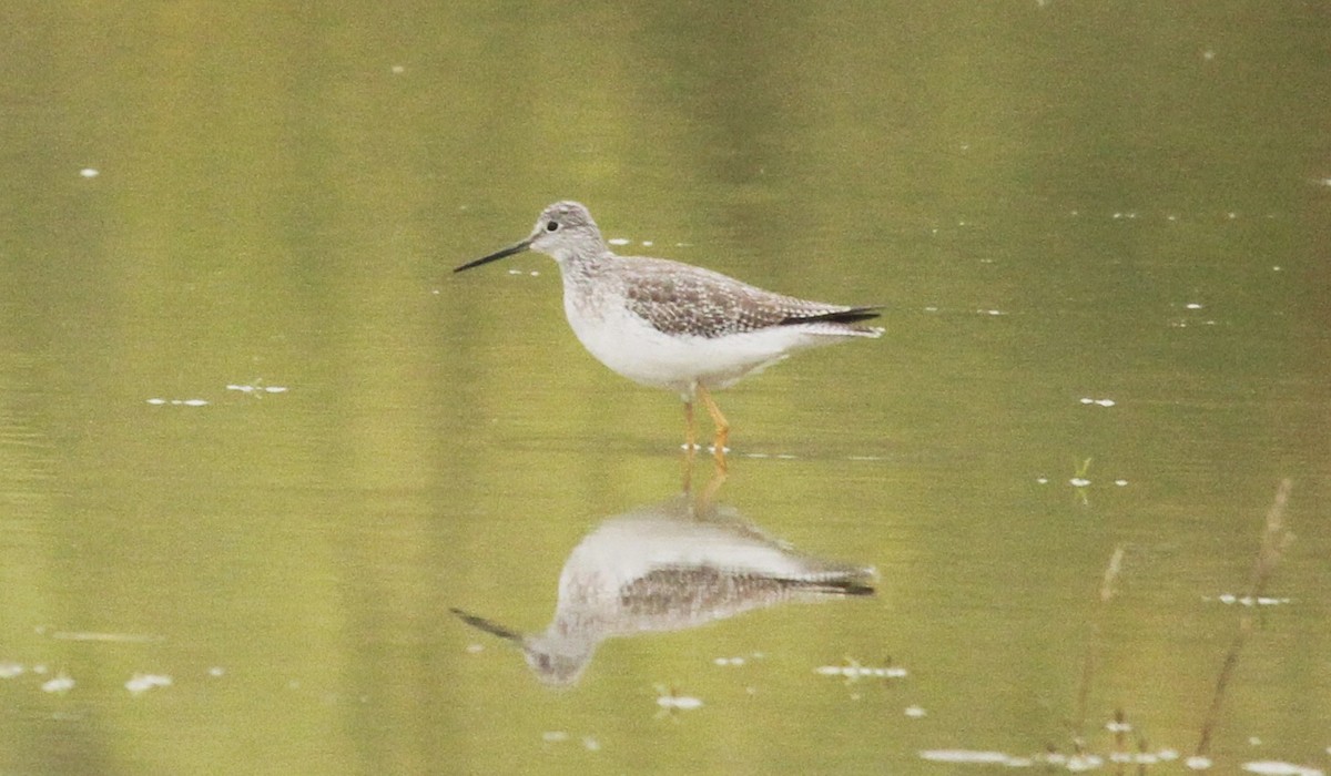 Greater Yellowlegs - ML647268625