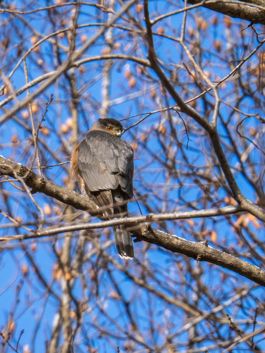 Sharp-shinned Hawk - ML647268631