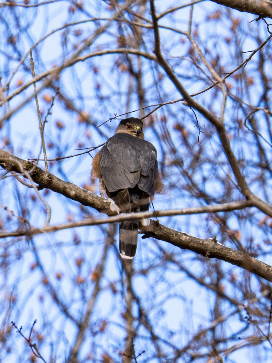 Sharp-shinned Hawk - ML647268632