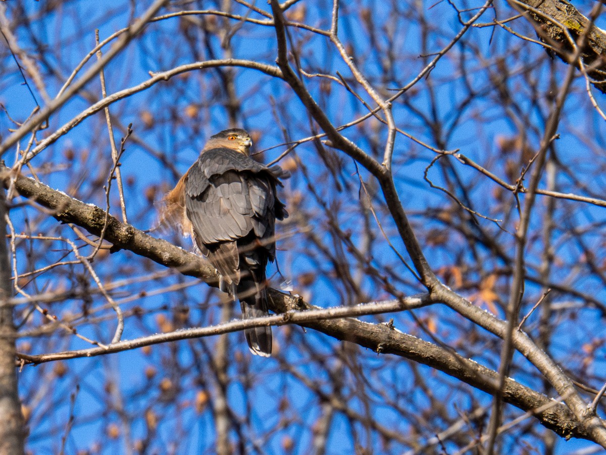 Sharp-shinned Hawk - ML647268633