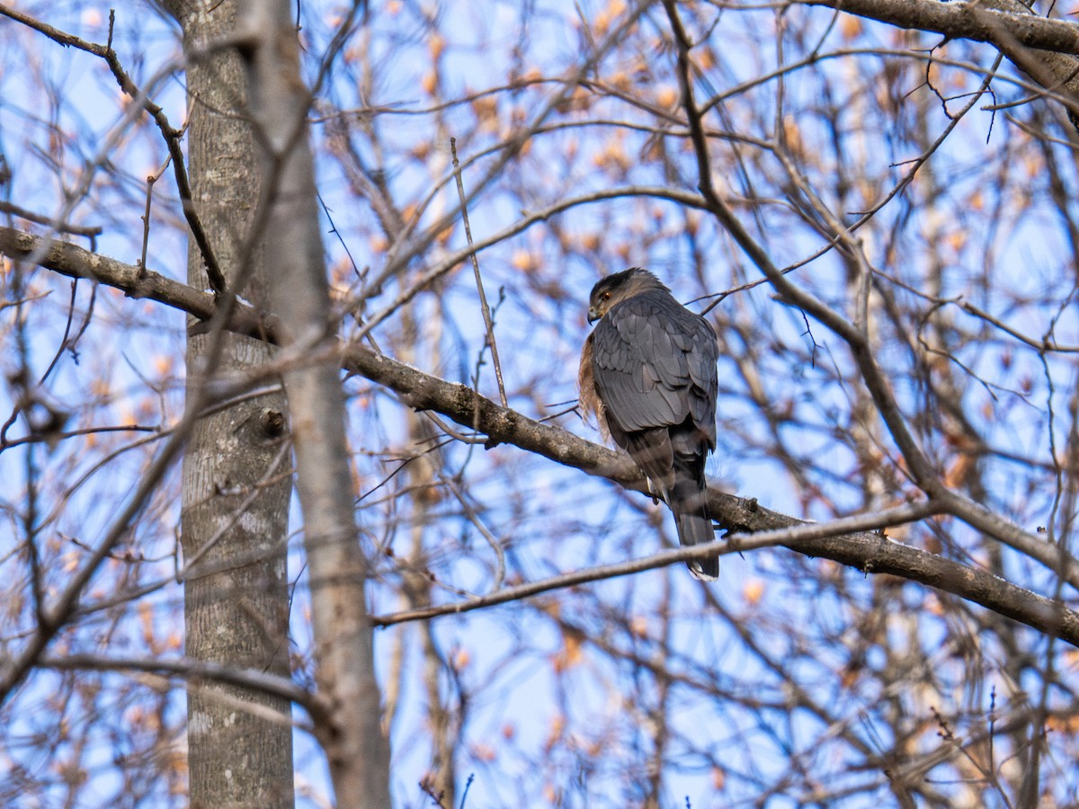Sharp-shinned Hawk - ML647268634
