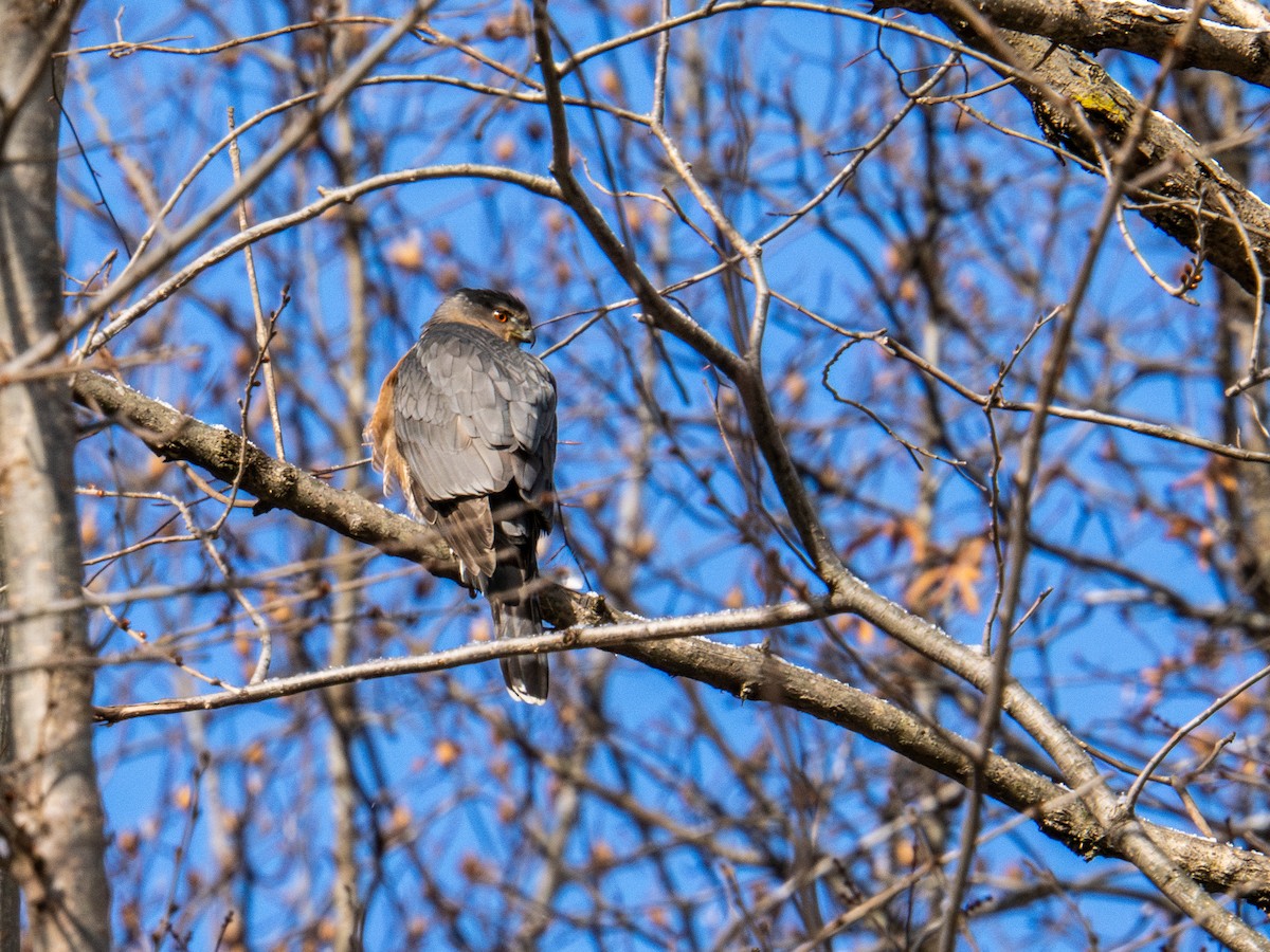 Sharp-shinned Hawk - ML647268635