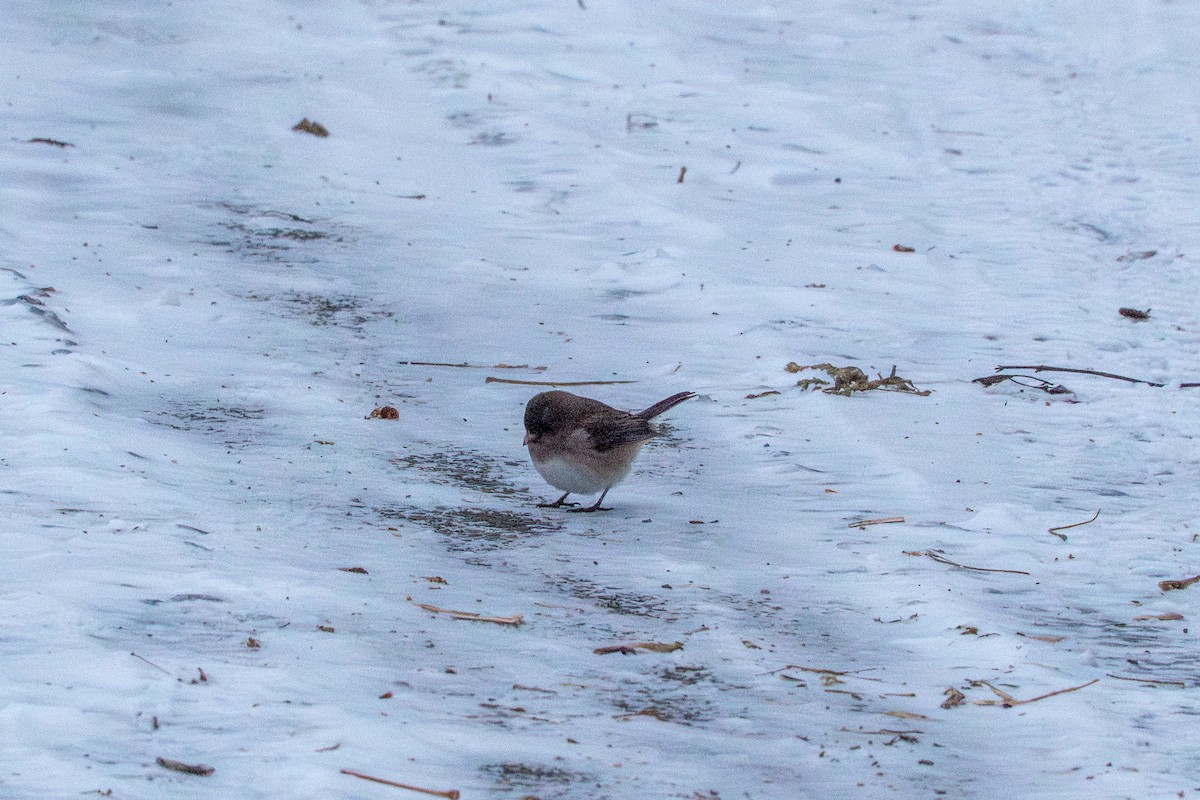 Dark-eyed Junco - ML647268641