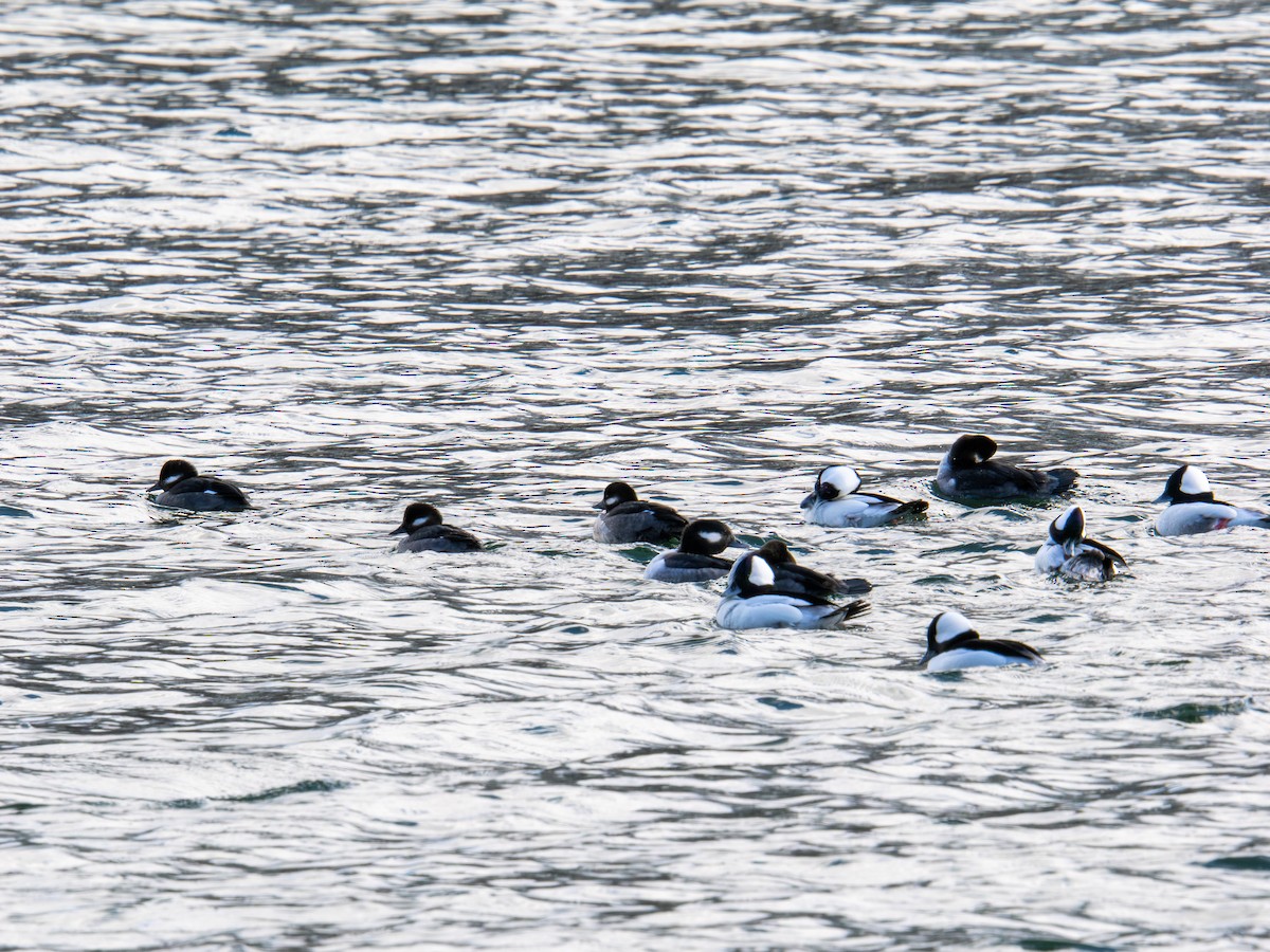 Bufflehead - ML647268643