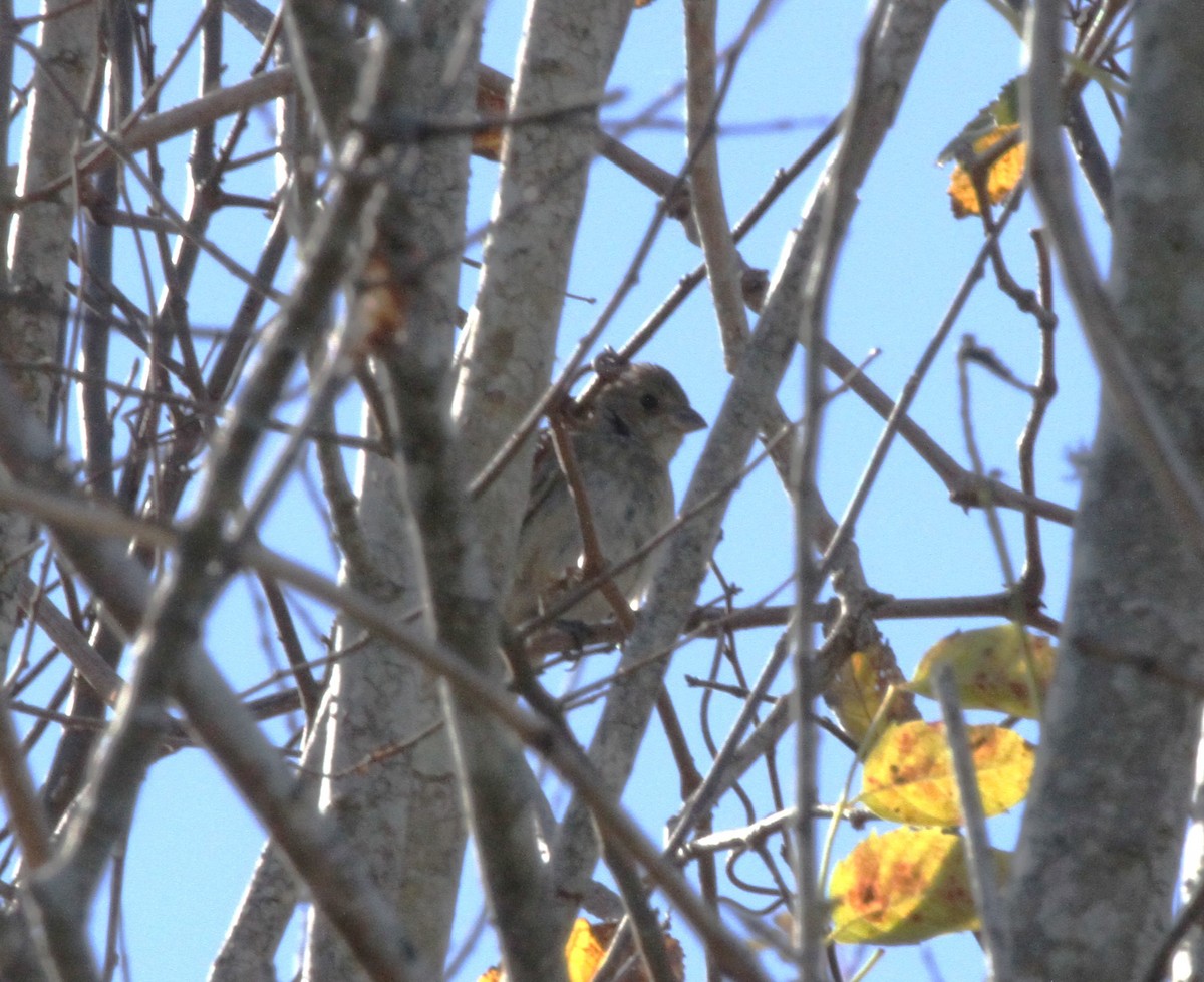 Indigo Bunting - ML647268644