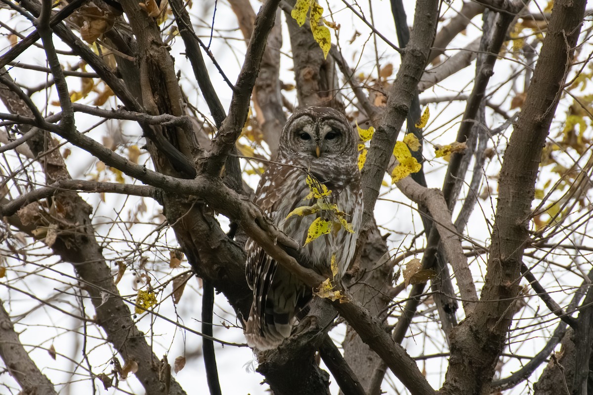 Barred Owl - ML647268648