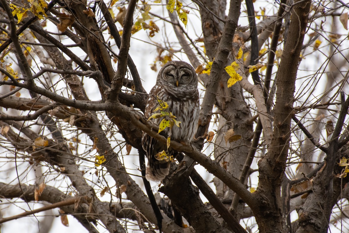 Barred Owl - ML647268649