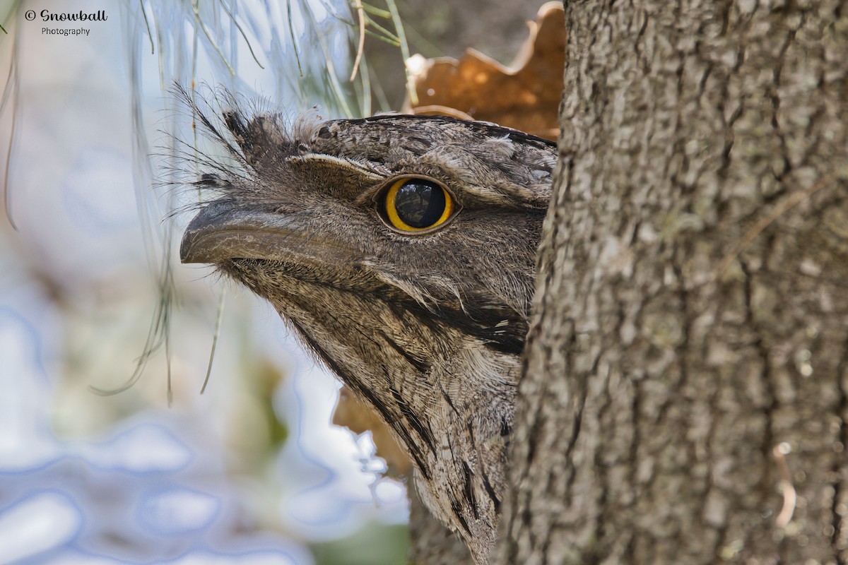 Tawny Frogmouth - ML647268652