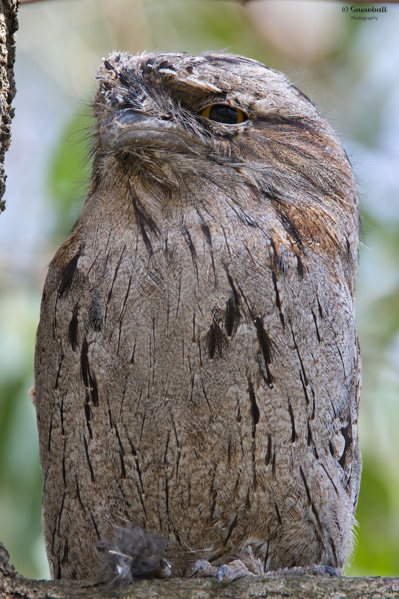 Tawny Frogmouth - ML647268653