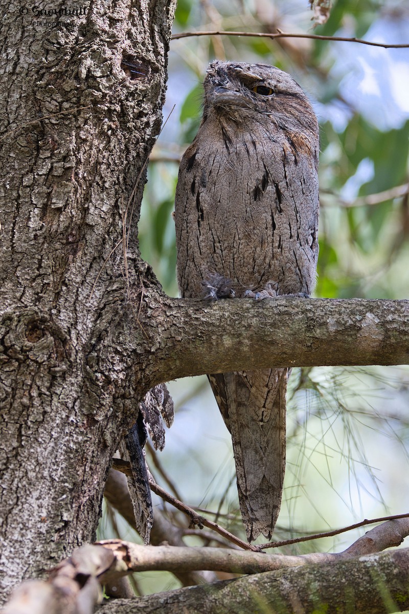 Tawny Frogmouth - ML647268654