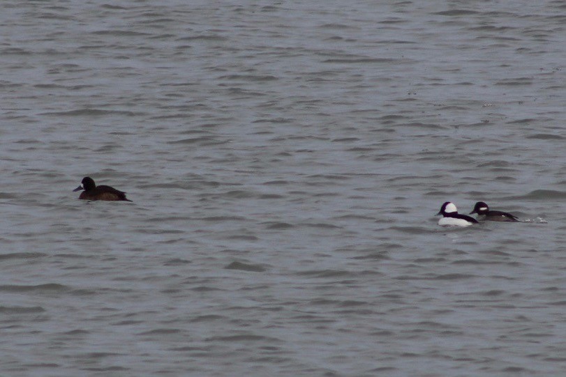 Bufflehead - ML647268655