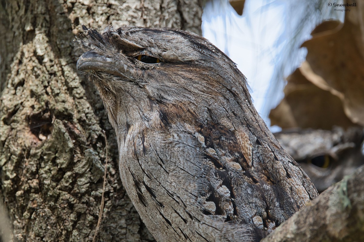 Tawny Frogmouth - ML647268658